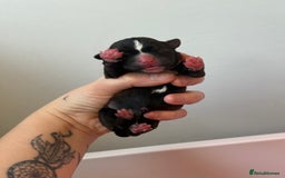 Mixed Breed dogs for sale: Mixed Breed Puppies - Image 8