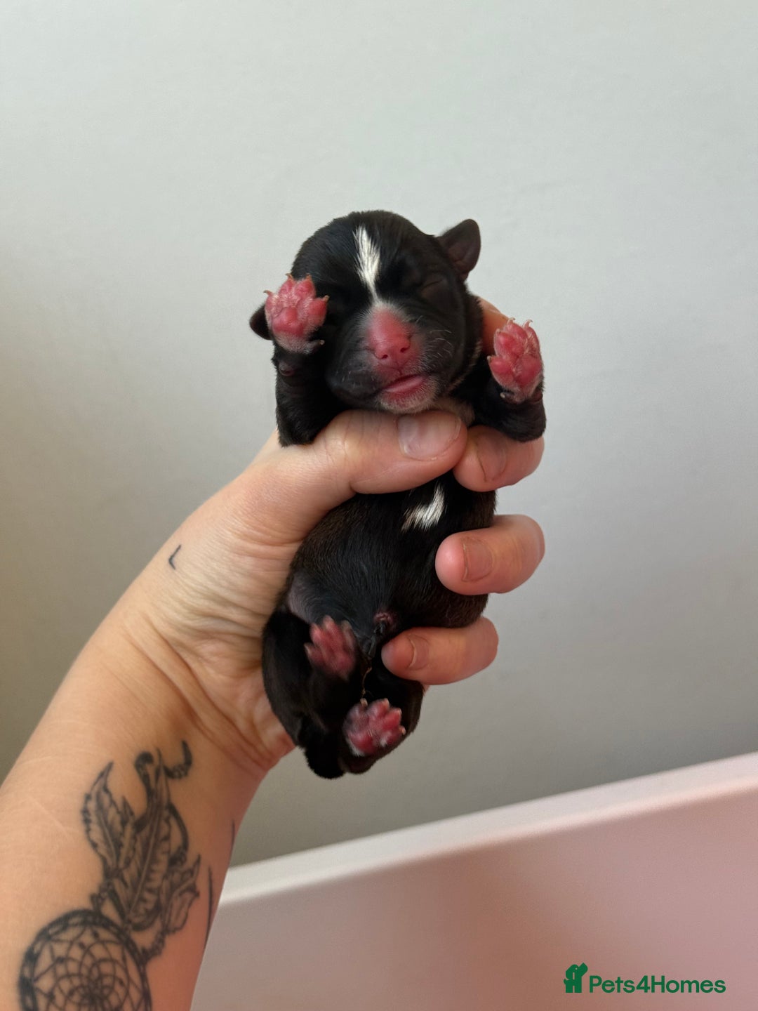 Mixed Breed dogs for sale: Mixed Breed Puppies - Image 8