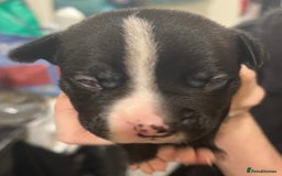 Mixed Breed dogs for sale: 4 Beautiful puppies looking for forever homes. - Image 3