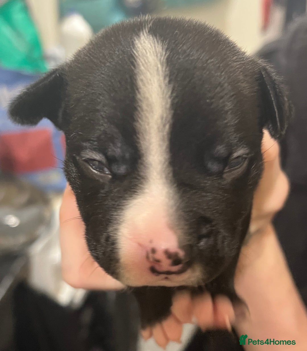 Mixed Breed dogs for sale: 4 Beautiful puppies looking for forever homes. - Image 3