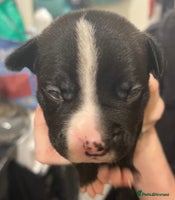 Mixed Breed dogs - Advert 5