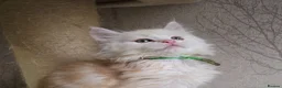 Maine Coon cats for sale: RARE Red High Silver Stunning Maine Coons Boys - Advert 19