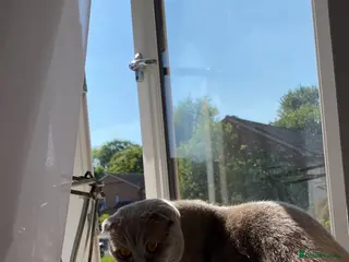 Scottish Fold cats Lily Scottish Fold - Advert 2