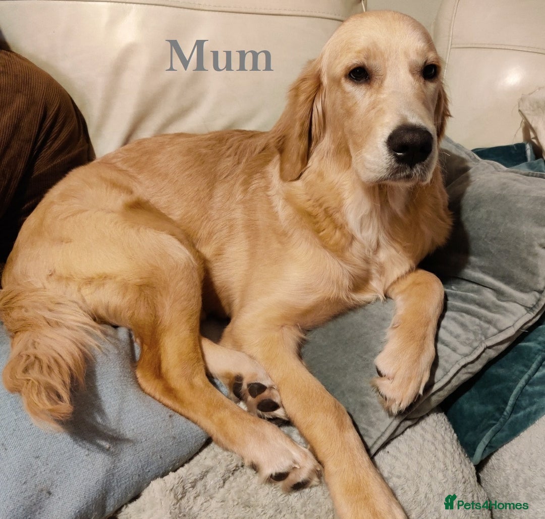 Mini Goldendoodle dogs for sale: Superb home-bred F1 Mini Goldendoodles KC parents - Advert 2