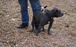 Staffordshire Bull Terrier dogs for sale: Stunning Blue staffy KC Registered Bullscaff Pups - Image 22