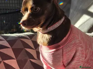 Mixed Breed dogs Cockerpoo x chihuahua puppies - Advert 1