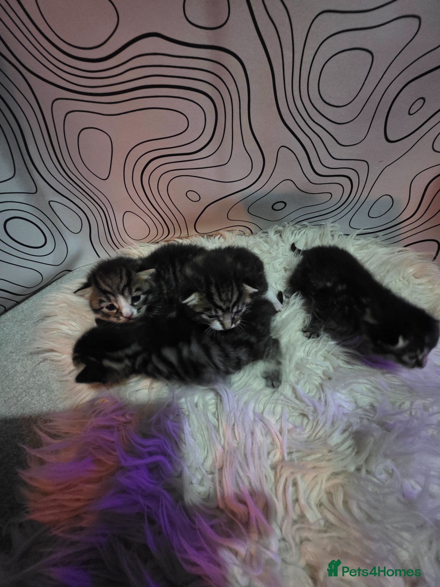 Mixed Breed cats for sale: Bengal mix in Margate - Advert 4