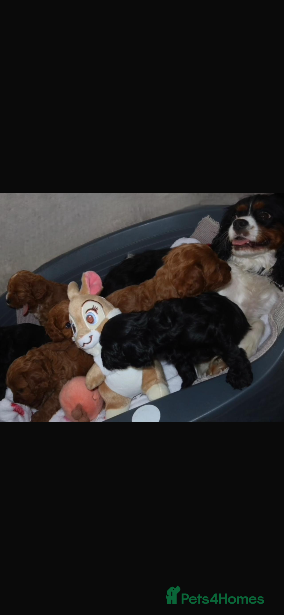 Cavapoo dogs Stunning  Cavapoo puppy  - Advert 2