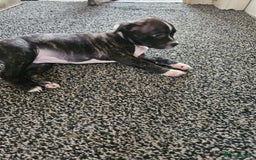 Staffordshire Bull Terrier dogs for sale: Full Staffordshire Bull Terrior puppies for sale - Image 21