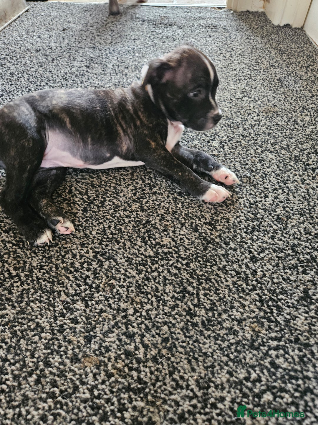 Staffordshire Bull Terrier dogs for sale: Full Staffordshire Bull Terrior puppies for sale - Image 21