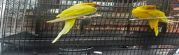 Mixed Breed birds for sale: Different types of birds *read description*  - Advert 9