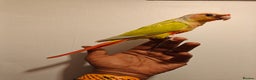 Conures birds for sale: Beautiful tammed Suncheek conure - Advert 3