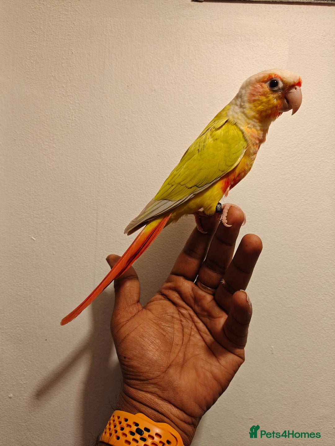 Conures birds for sale: Beautiful tammed Suncheek conure - Advert 3