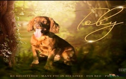 Cocker Spaniel dogs for sale: Working cocker spaniels READY NOW - Image 11