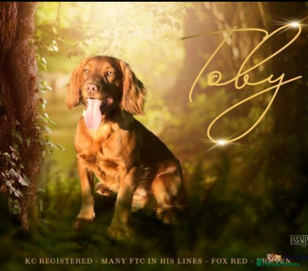 Cocker Spaniel dogs for sale: Working cocker spaniels READY NOW - Image 11