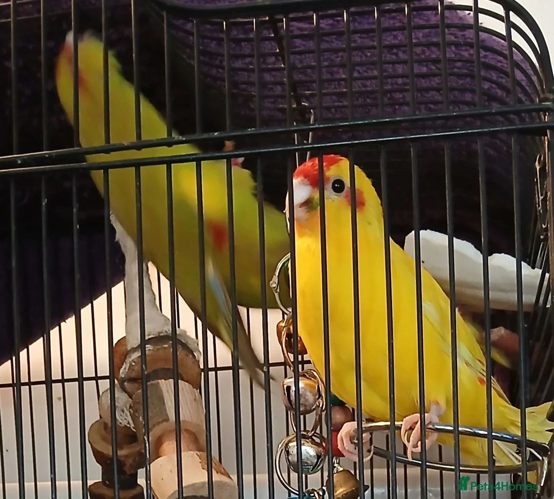 Parakeets birds for sale: Kakariki hens kakariki hens - Advert 2
