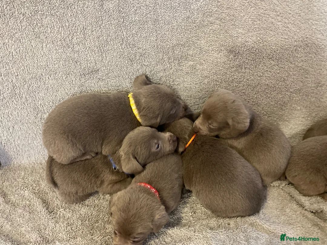 Labrador Retriever dogs for sale: Stunning silver Labradors  - Advert 2