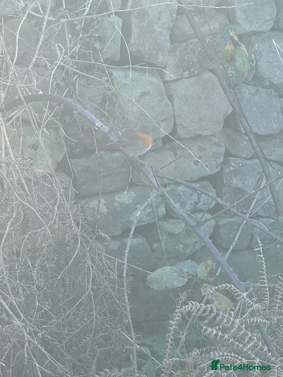 Chihuahua dogs for stud: **Well Proven Stud**- Stunning Lilac Smooth Coat  in Morecambe - Advert 12