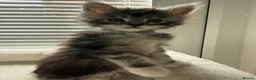 Maine Coon cats for sale: TICA Registered Maine Coon Kittens Reserve now - Advert 11