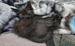 Mixed Breed cats for sale: Mixed breed kittens ready now.  - Image 21