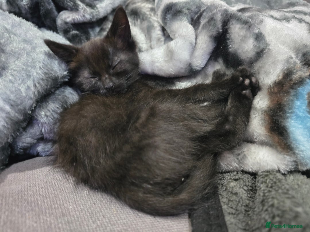 Mixed Breed cats for sale: Mixed breed kittens ready now.  - Image 21