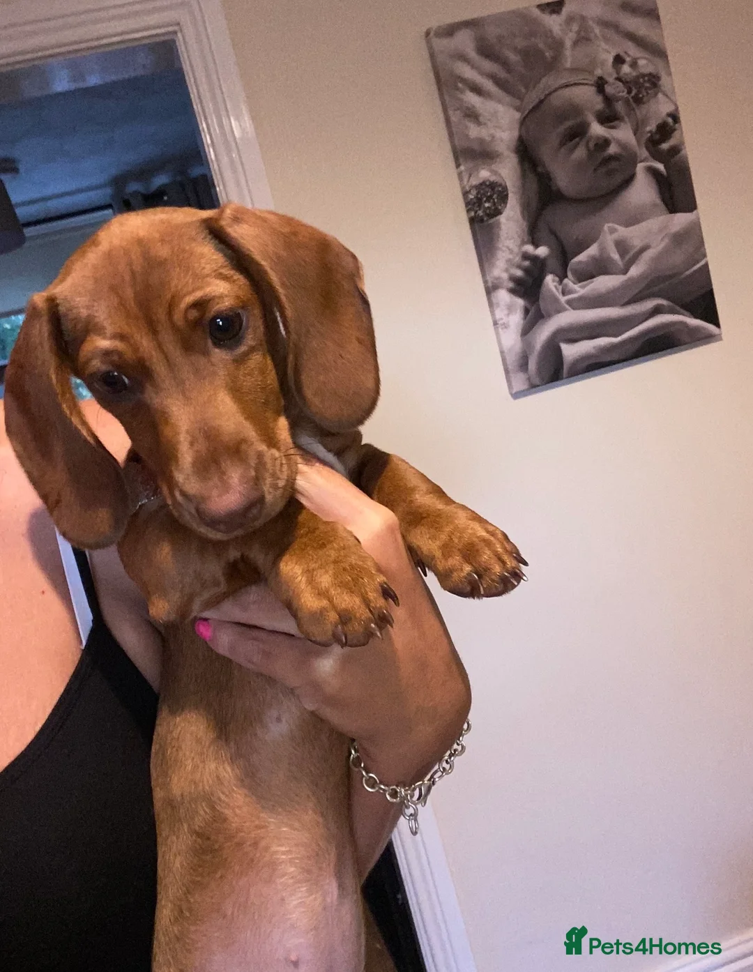 Miniature Dachshund dogs for sale: kc reg girl smooth dachshund - Advert 1