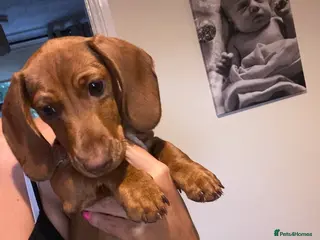 Miniature Dachshund dogs kc reg girl smooth dachshund - Advert 4