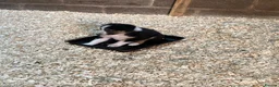 Border Collie dogs for sale: Adorable border collies - Advert 11