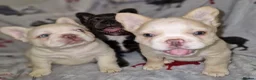 French Bulldog dogs for stud: Licensed breeder! Fluffy frenchie litter due July  - Advert 29