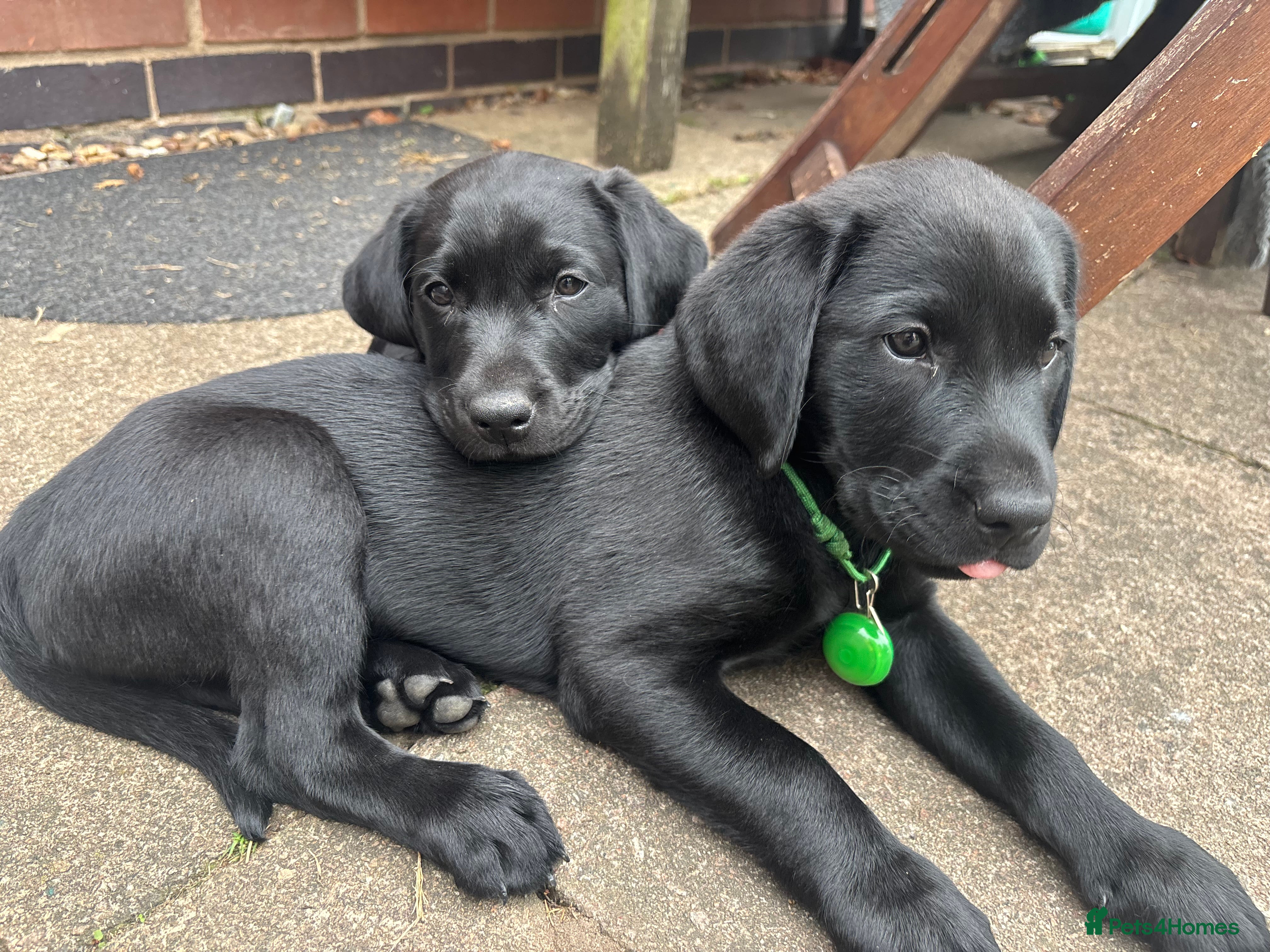 Labrador Retriever dogs Black Labrador pups, KC, dna tests, great scores - Advert 2