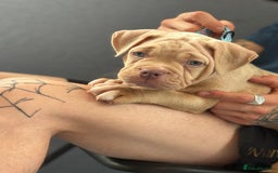 American Bully dogs for sale: Pocket bully female GREAT bloodline READY to leave - Image 13