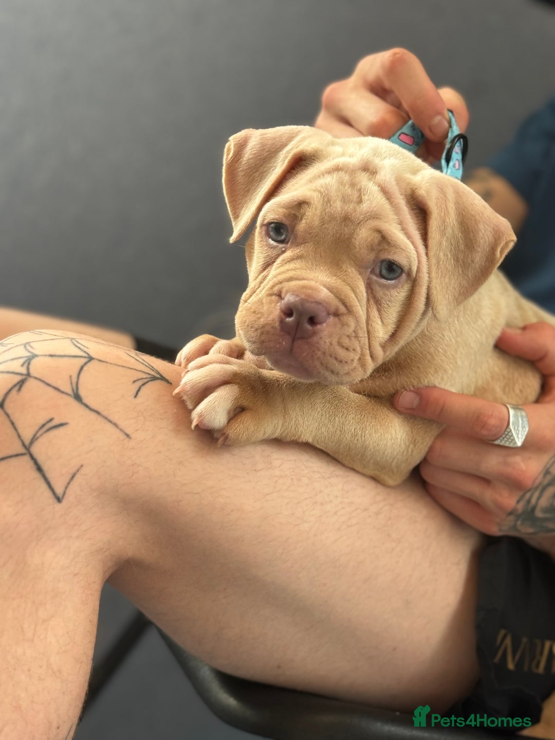 American Bully dogs for sale: Pocket bully female GREAT bloodline READY to leave - Image 13