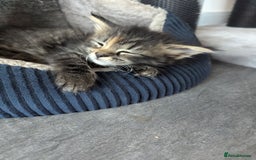 Maine Coon cats for sale: 3 gorgeous healthy full breed Maine coon kittens - Image 13