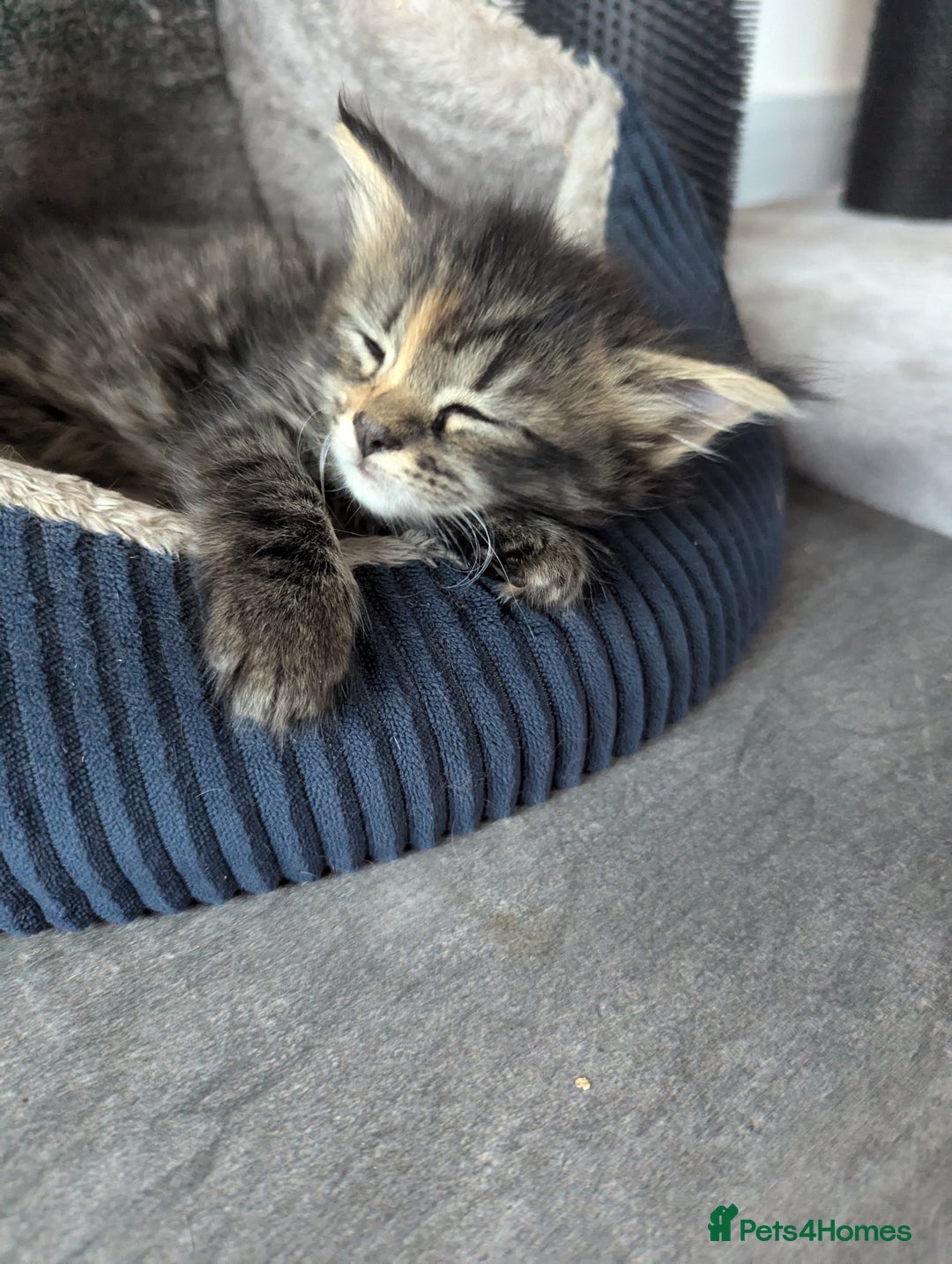Maine Coon cats for sale: 3 gorgeous healthy full breed Maine coon kittens - Image 13