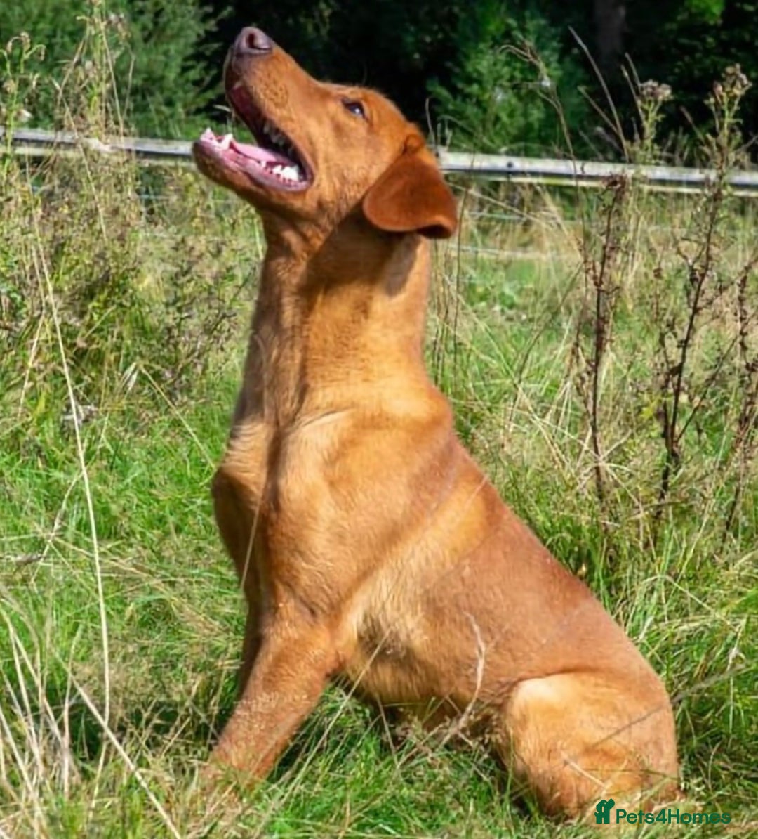 Labrador Retriever dogs for sale: Fox red labrador puppies - Image 13