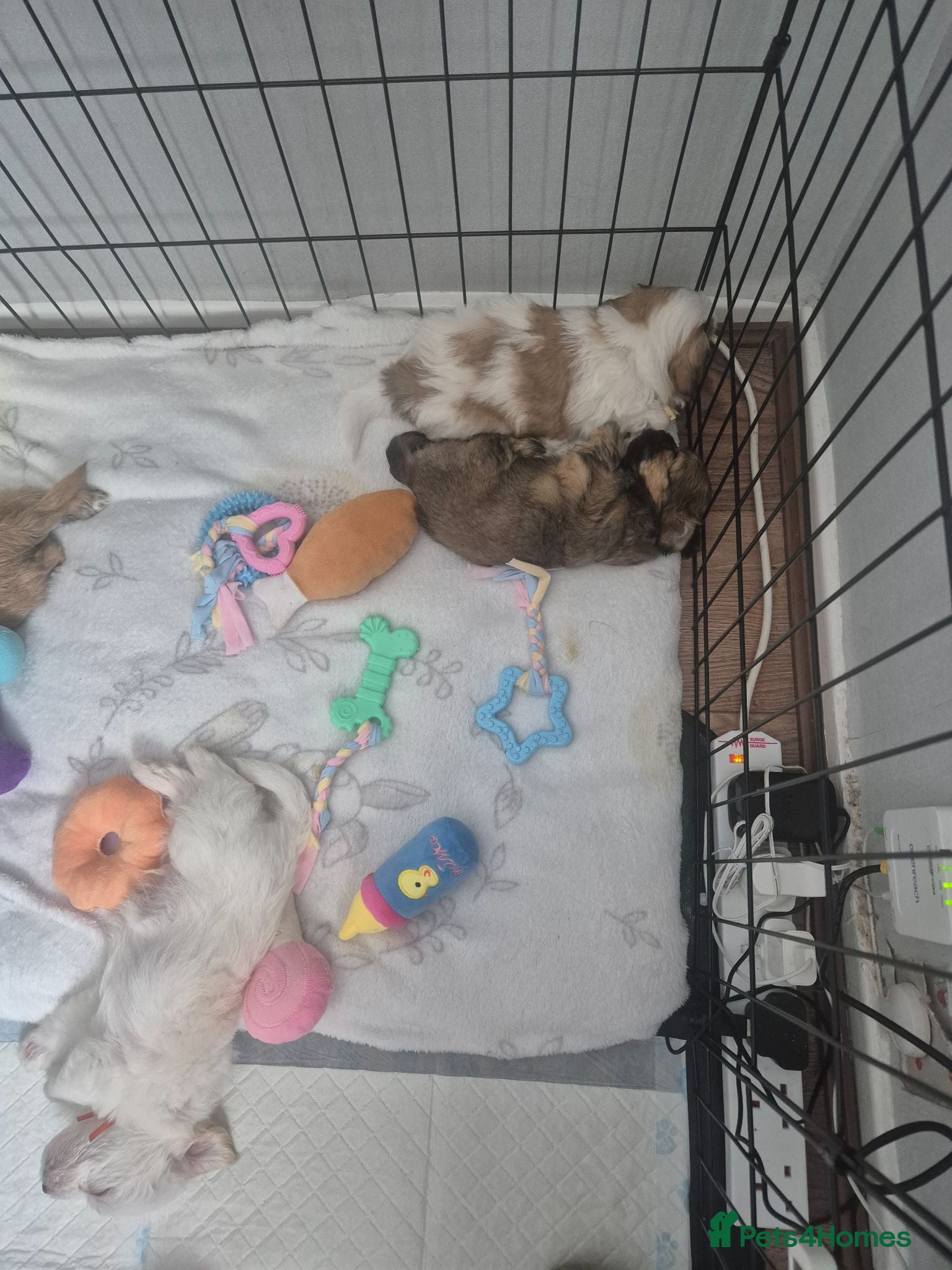 Mixed Breed dogs 3 beautiful Shorkie puppies  - Advert 2