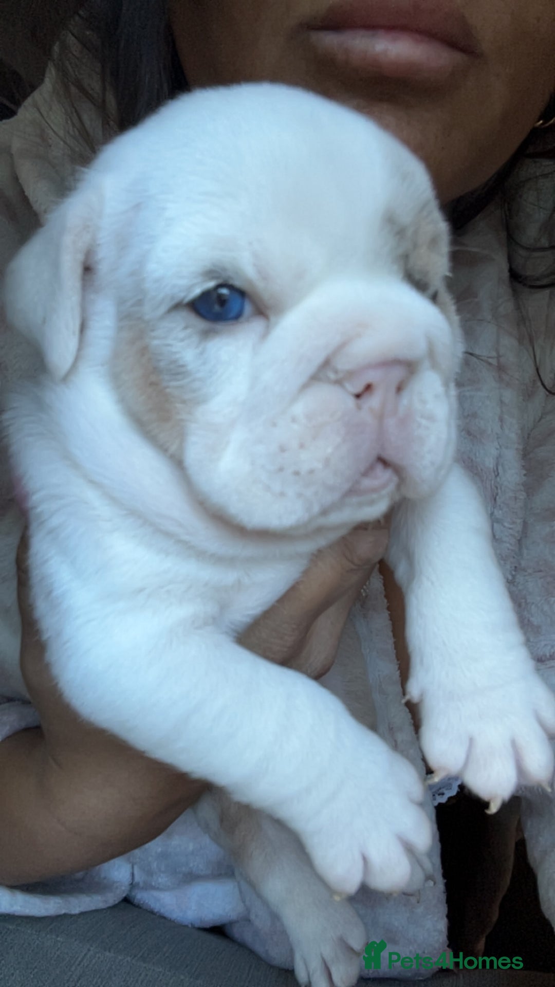 English Bulldog dogs for sale: Last Female English bulldog puppy  - Advert 23