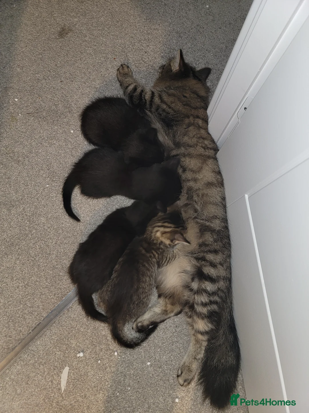 Mixed Breed cats for sale: Kittens ready now in Fareham - Advert 2