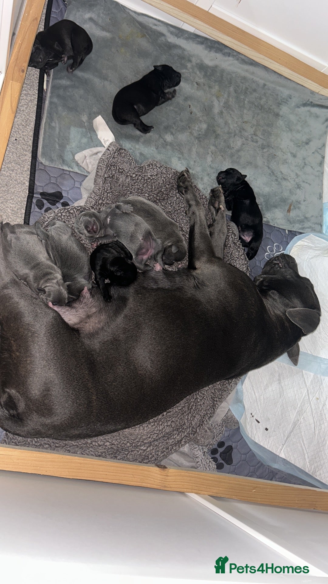 Staffordshire Bull Terrier dogs for sale: Litter of 7 kc registered staffys - Advert 10