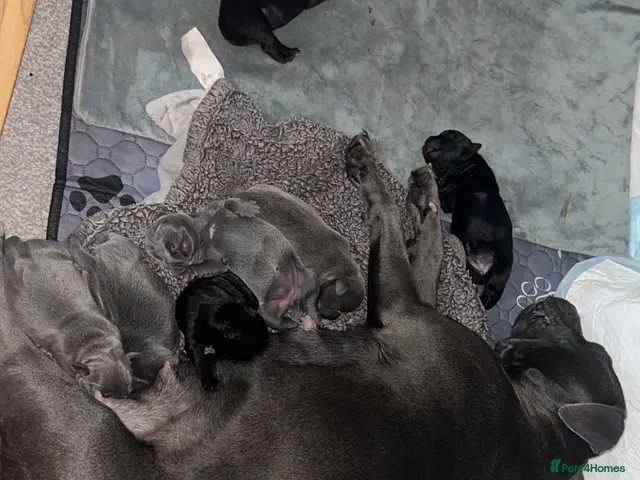 Staffordshire Bull Terrier dogs for sale: Litter of 7 kc registered staffys - Advert 9