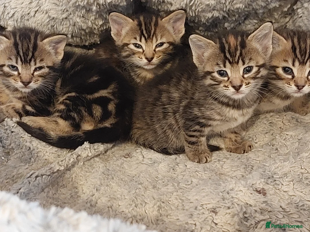 Mixed Breed cats for sale: One little boy left - Advert 3