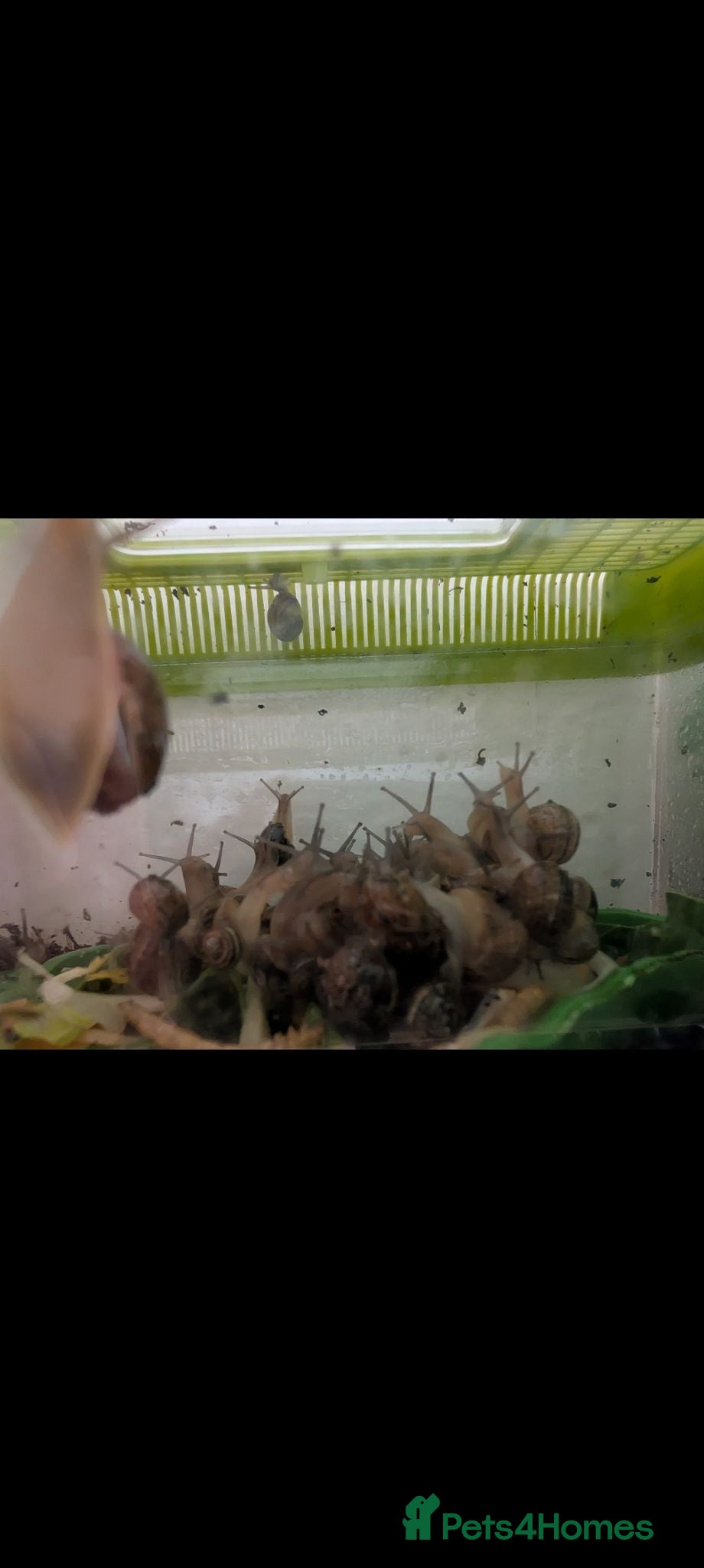 Snails invertebrates Garden snails x60 ISH plus some tank bits - Advert 2