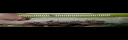 Snails invertebrates for sale: Garden snails x60 ISH plus some tank bits in Newport - Advert 2