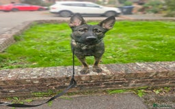 German Shepherd dogs for sale: Katie Potter - Image 5