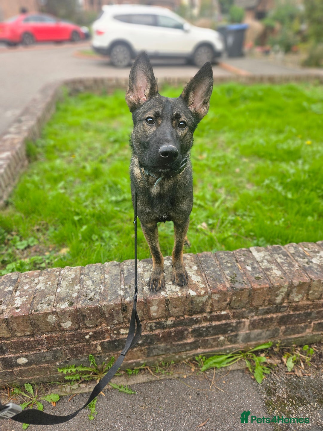 German Shepherd dogs for sale: Katie Potter - Image 5