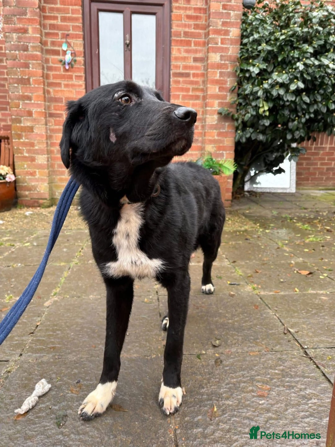 Mixed Breed dogs for adoption: Sisco - Norwich Norfolk  - Advert 3