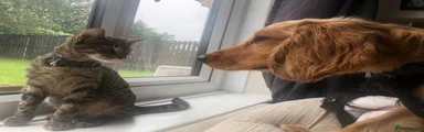 Arlo 