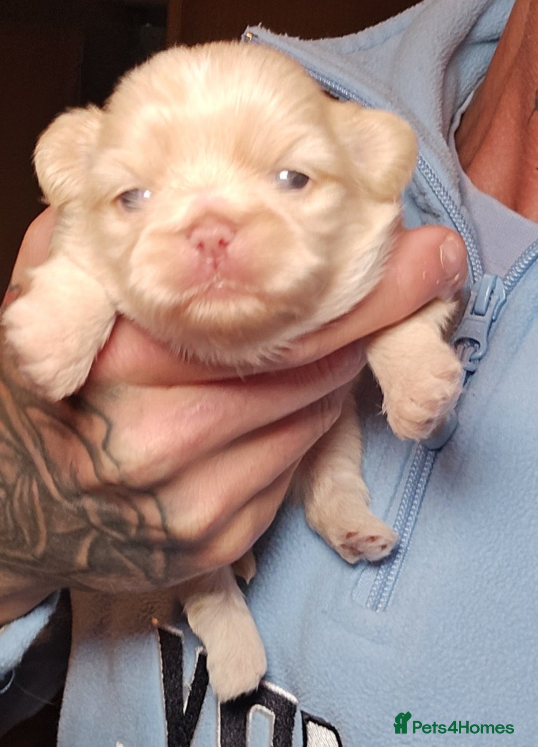 Shih Tzu dogs for sale: Gorgeous Imperial boy looking for his new family - Advert 1