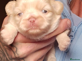 Shih Tzu dogs Gorgeous Imperial boy looking for his new family - Advert 1