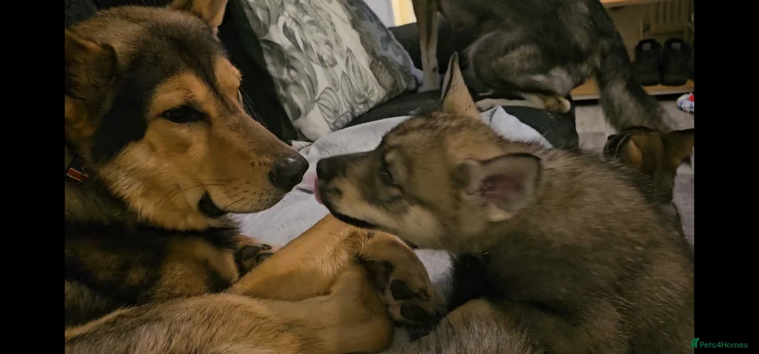 Utonagan dogs for sale: German Shep x Malamute x Husky Puppies - Advert 24